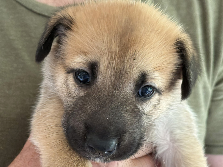 chinook puppy